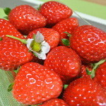 常吉いちご園 - お土産のパックには、苺の花が添えられていました♡