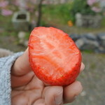 常吉いちご園 - と～っても、ジューシー♪糖度は２０を超える事もある！！