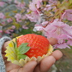 常吉いちご園 - 『章姫』×『紅ほっぺ』の新品種！2013年育成完了したばかりの『かなみひめ』