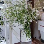 B-yond - 何という花ですか？