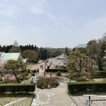 Torapisuchinushudouimbaiten - 桜が満開