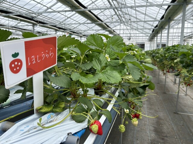 ケロケロの杜（KEROKERO NO MORI） - 仙台空港（その他）の写真