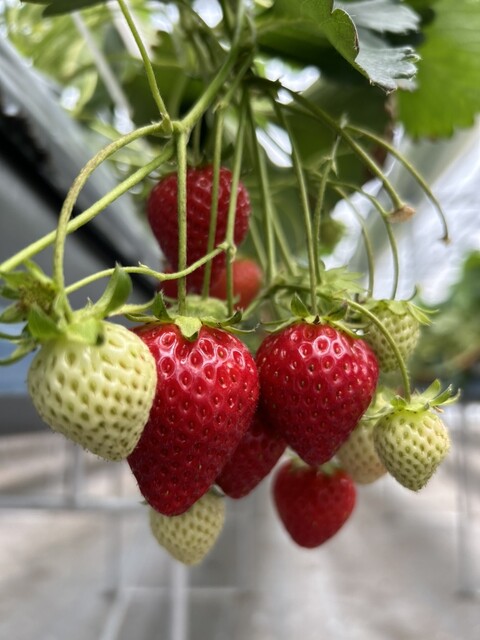 ケロケロの杜（KEROKERO NO MORI） - 仙台空港（その他）の写真