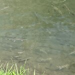 仁世宇園 - 山女魚がいっぱいいます