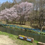 仁世宇園 - 桜が咲いています