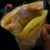 CREPERIE ALCYON TEA TABLE CAFE - 料理写真: