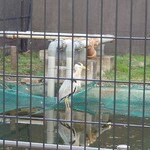 もつ焼 まるい - 道中見かけた鳥　物凄く大きく見たことが無い鳥だ