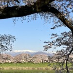 塩竈 すし哲 - 桜と雪山が一緒に見れます