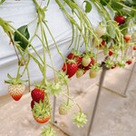 ゆめが丘農園 - 