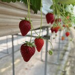 ゆめが丘農園 - 