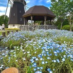 キャナリィ ロウ - 