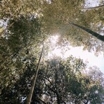 アルティジャーナ ロッソ - 