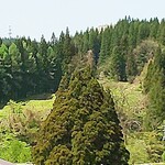 Soba Dokoro Fukurou - トトロの木＝小杉の大杉