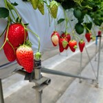 おざきいちご園 - 