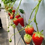 おざきいちご園 - 