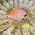 馳走 啐啄一十  - 料理写真:【写真⑩】金目鯛(静岡県駿河湾産、サスエ前田魚店、5日寝かせ)