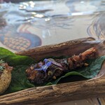 ベンガルタイガー - ツリーブランチプラッター ビーフローガンジョシュ＆タマリンド海老