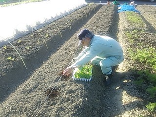 Uchino Yamachi - レタスの苗植え