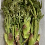 安曇野市加工・農産物販売センタ－ - 天然のタラの芽