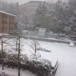 日本料理 樹林 - 