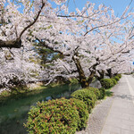 スターバックスコーヒー - 弘前公園の追手門通り沿いの快晴で満開の桜