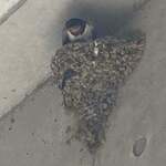 らぁ麺屋 はりねずみ - 