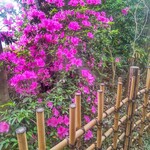 Sushiro - 寒川神社のツツジの花