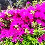 Sushiro - スシローの駐車場のツツジの花