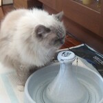 リトルマーメイド - 水を飲んでるレオン
