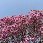 gopのアナグラ - 