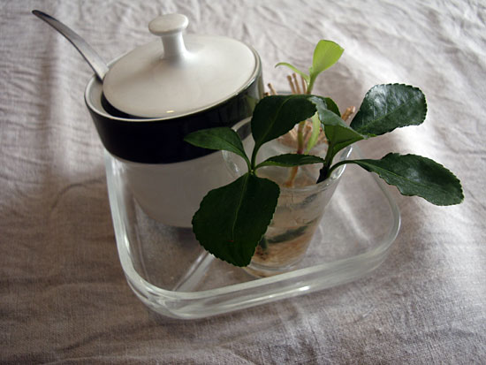 Susie Cooper photo 5