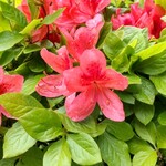 食事処やはぎ - 