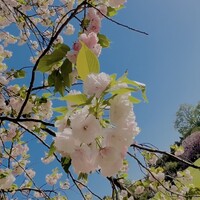 神楽坂 よこ田 - 