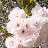神楽坂 よこ田 - 