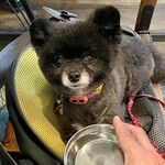 アネアカフェ - 