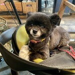 アネアカフェ - 