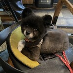 アネアカフェ - 