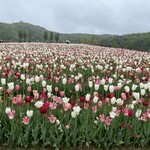 レストラン　辛夷 - 国営越後丘陵公園。
            今が盛りの83種、16万球のチューリップ