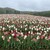 レストラン　辛夷 - その他写真:国営越後丘陵公園。
          今が盛りの83種、16万球のチューリップ