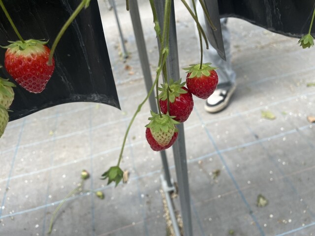 イチゴ ワールド（ICHIGO WORLD） - 山下（その他）の写真