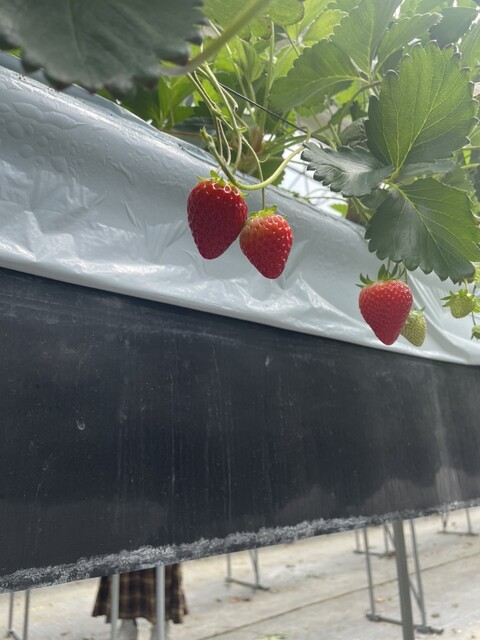 イチゴワールド山下｜宮城県山元町のいちご狩り・カフェ