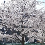 餃子の王将 田寺店 - 桜