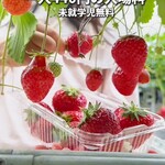 Strawberry Farm No.15 - 