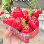 Strawberry Farm No.15 - 