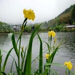 茶房 天井棧敷 - すぐ横の金鱗湖