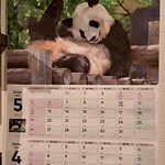 Shirokuma - 