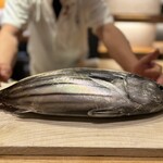 くずし 之助 - 浜松近海（舞阪）で獲れたもちカツオ！！！