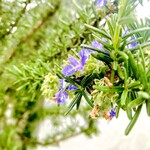 SETTAN - 気に入ったローズマリーを摘んで…