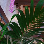 Hawaiian Cafe&Restaurant 魔法のパンケーキ - ハワイの雰囲気が随所に。