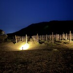 カーブドッチ - 